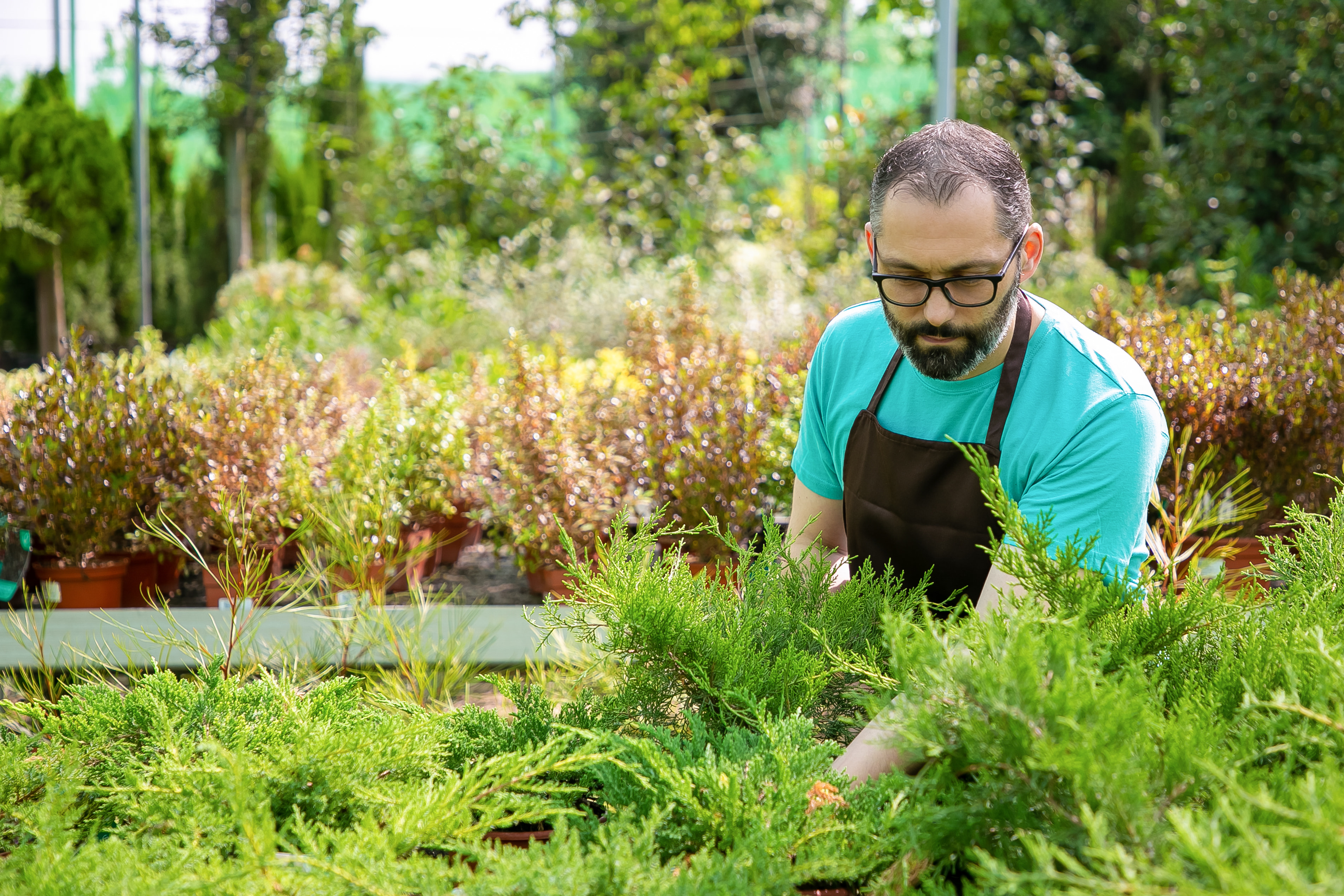 crabgrass treatment plans