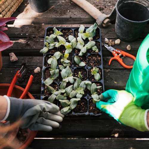 customized fertilization plans