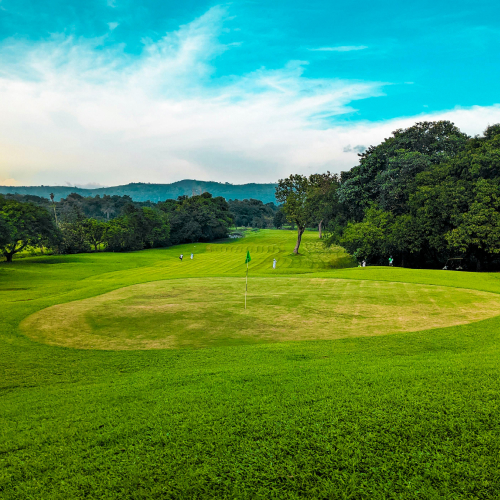 green healthy lawn